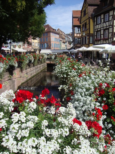 Colmar Blumen Colmar Blumen