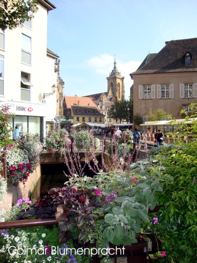 Colmar Blumenpracht