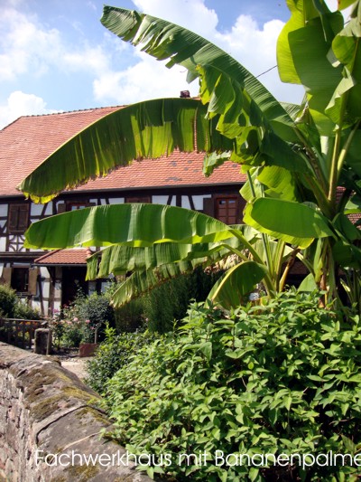 Fachwerkhaus mit Bananenpalme