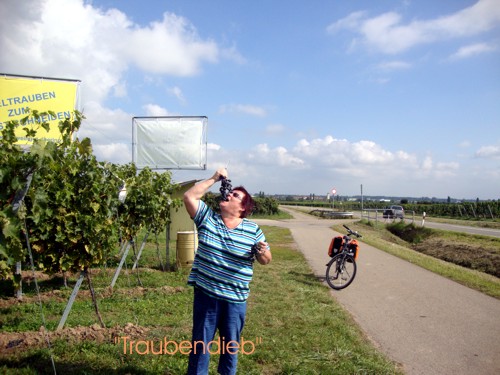 Traubendieb Traubendieb